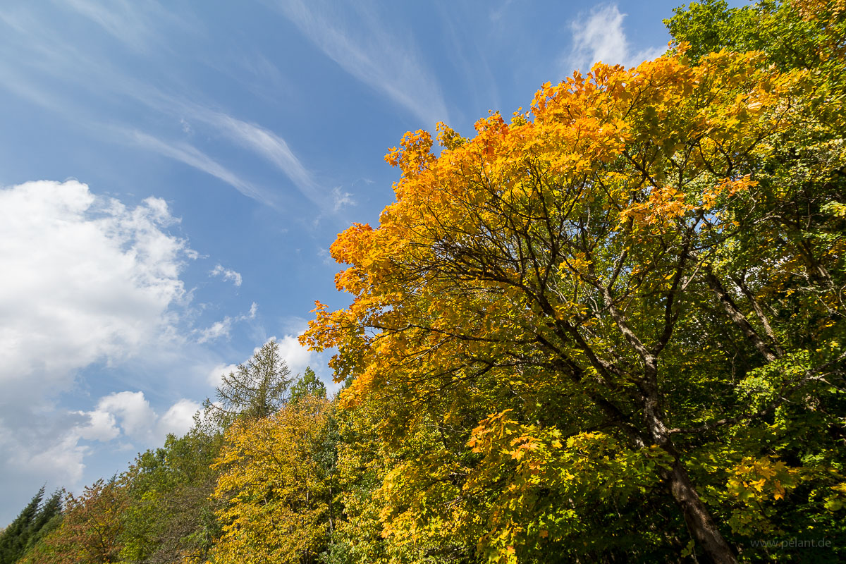 Spitzahorn (Acer platanoides) mit beginnender Herbstfärbung und blauem Himmel