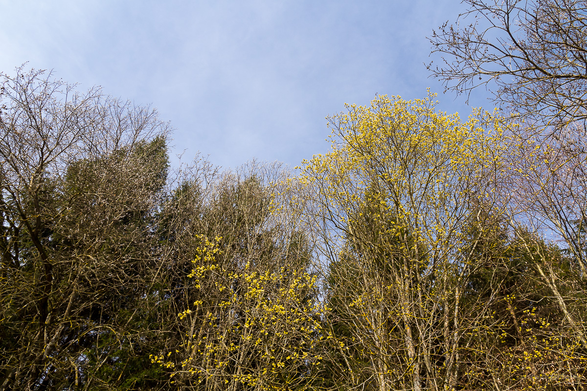 Blühende Sal-Weiden (Salix caprea) am Schönbuchrand