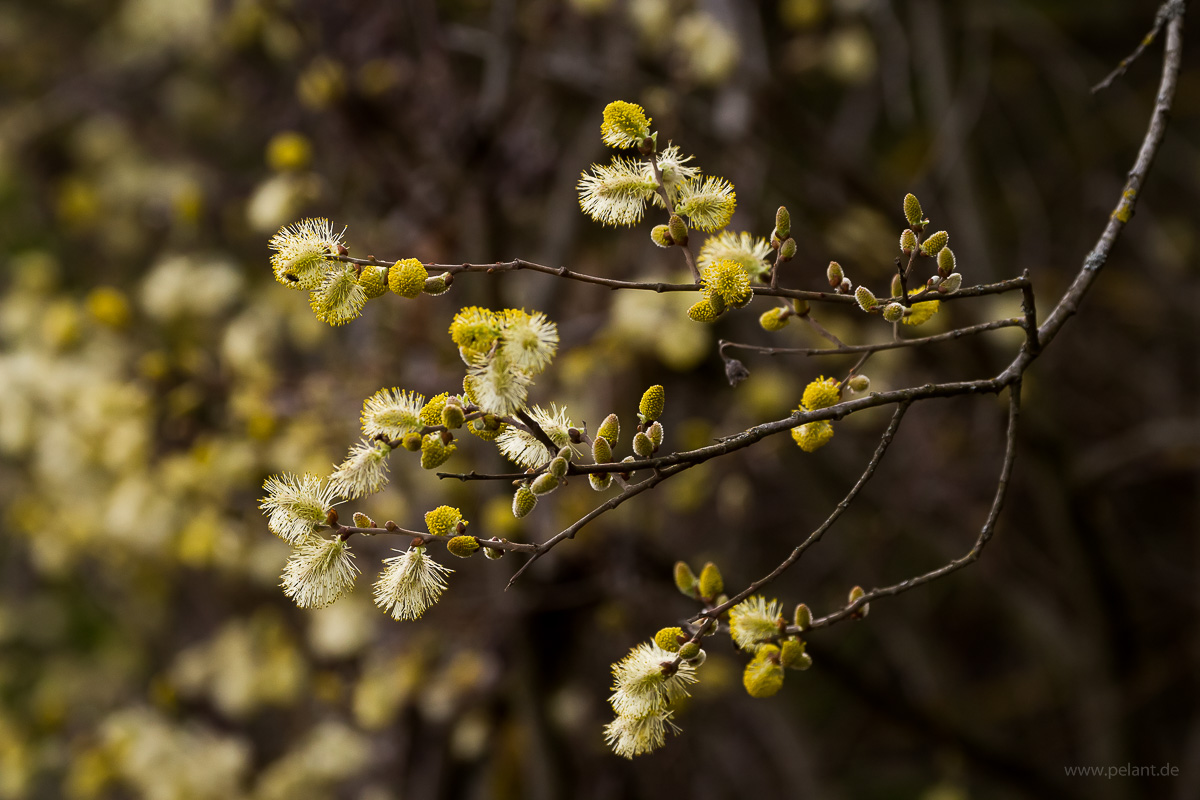Weidenkätzchen (Salix caprea) im Gegenlicht