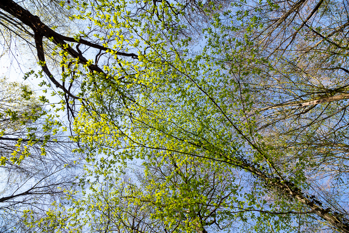 new leaves of European hornbeam (Carpinus betulus)