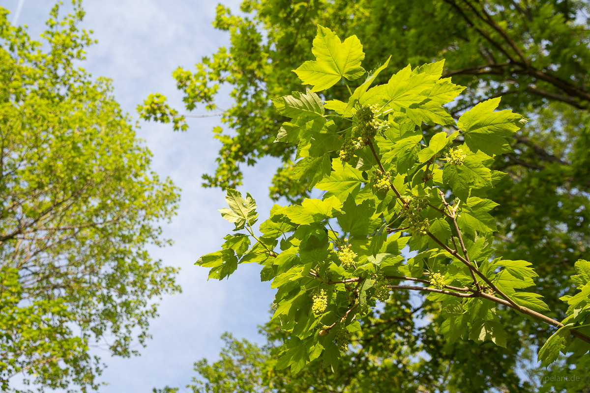flowering Acer pseudoplatanus (sycamore maple) flowering Acer pseudoplatanus (sycamore maple)