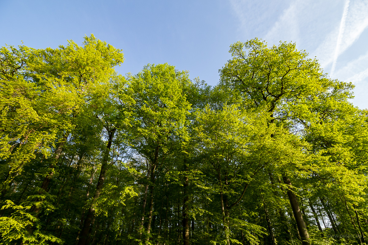 new leaves in forest