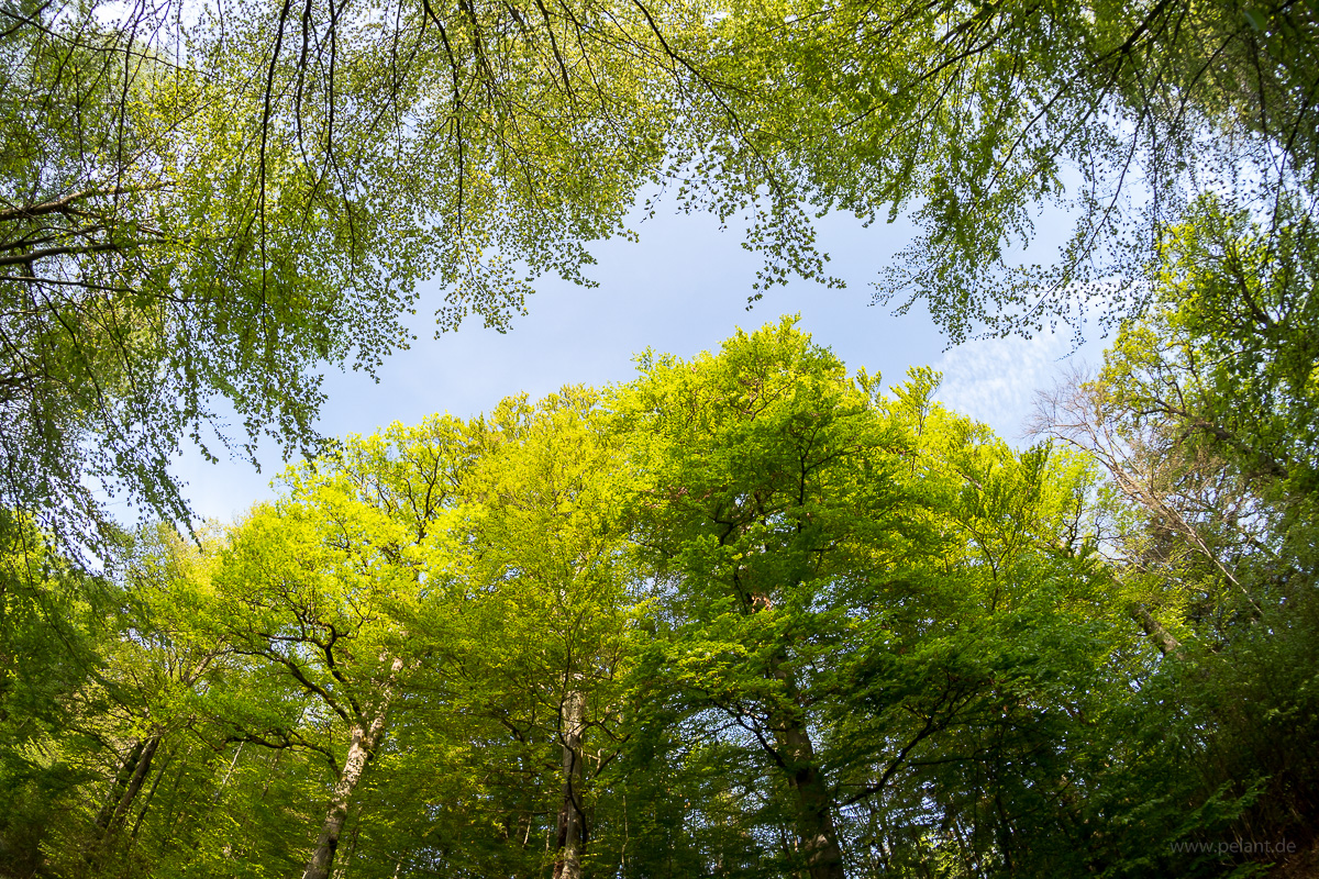 Fagus sylvatica in spring with new leaves Fagus sylvatica in spring with new leaves