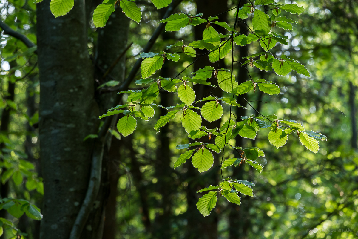 new Fagus sylvatica (European beech) leaves in spring new Fagus sylvatica (European beech) leaves in spring
