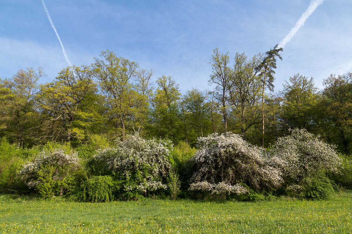 Überwachsene blühende Apfelbäume am Waldrand