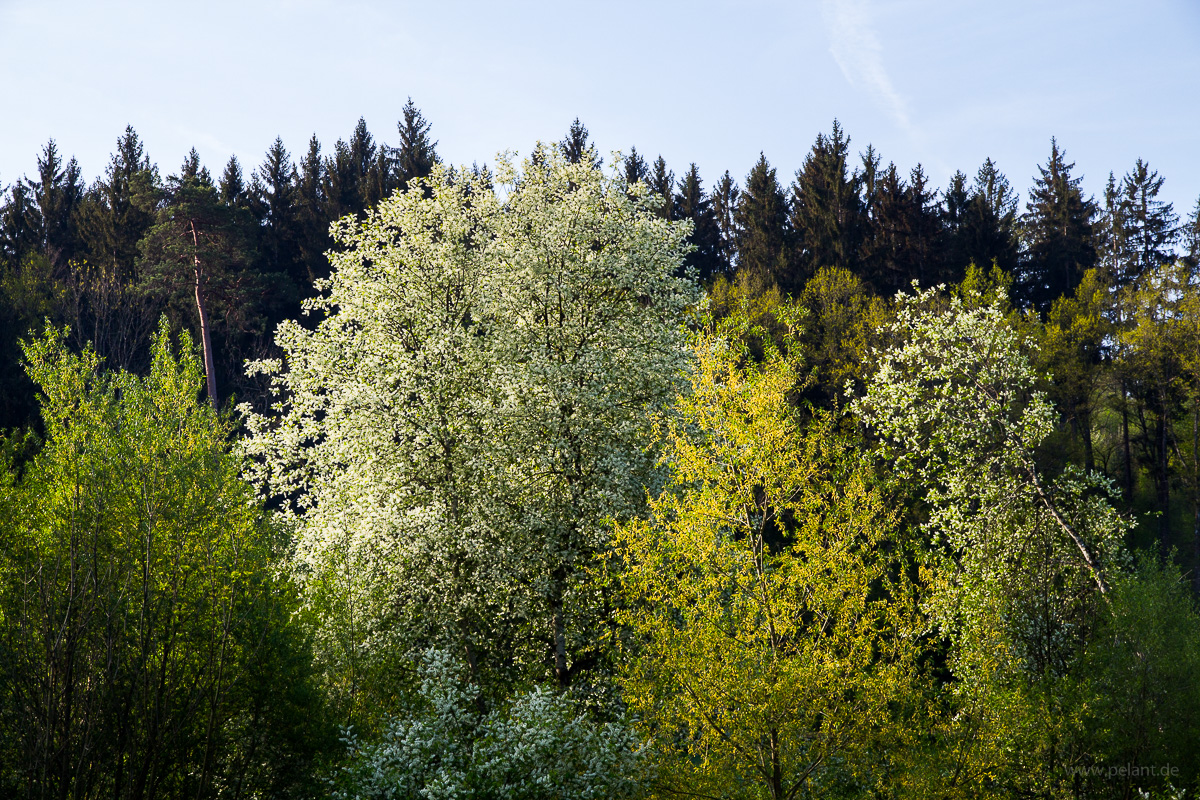 Blühende Traubenkirsche und Silberweiden im Morgenlicht