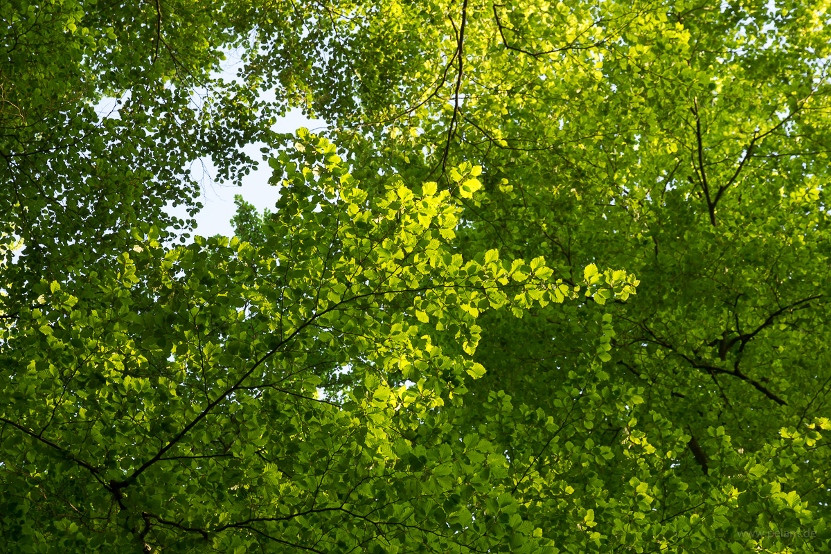 new Fagus sylvatica (European beech) leaves new Fagus sylvatica (European beech) leaves