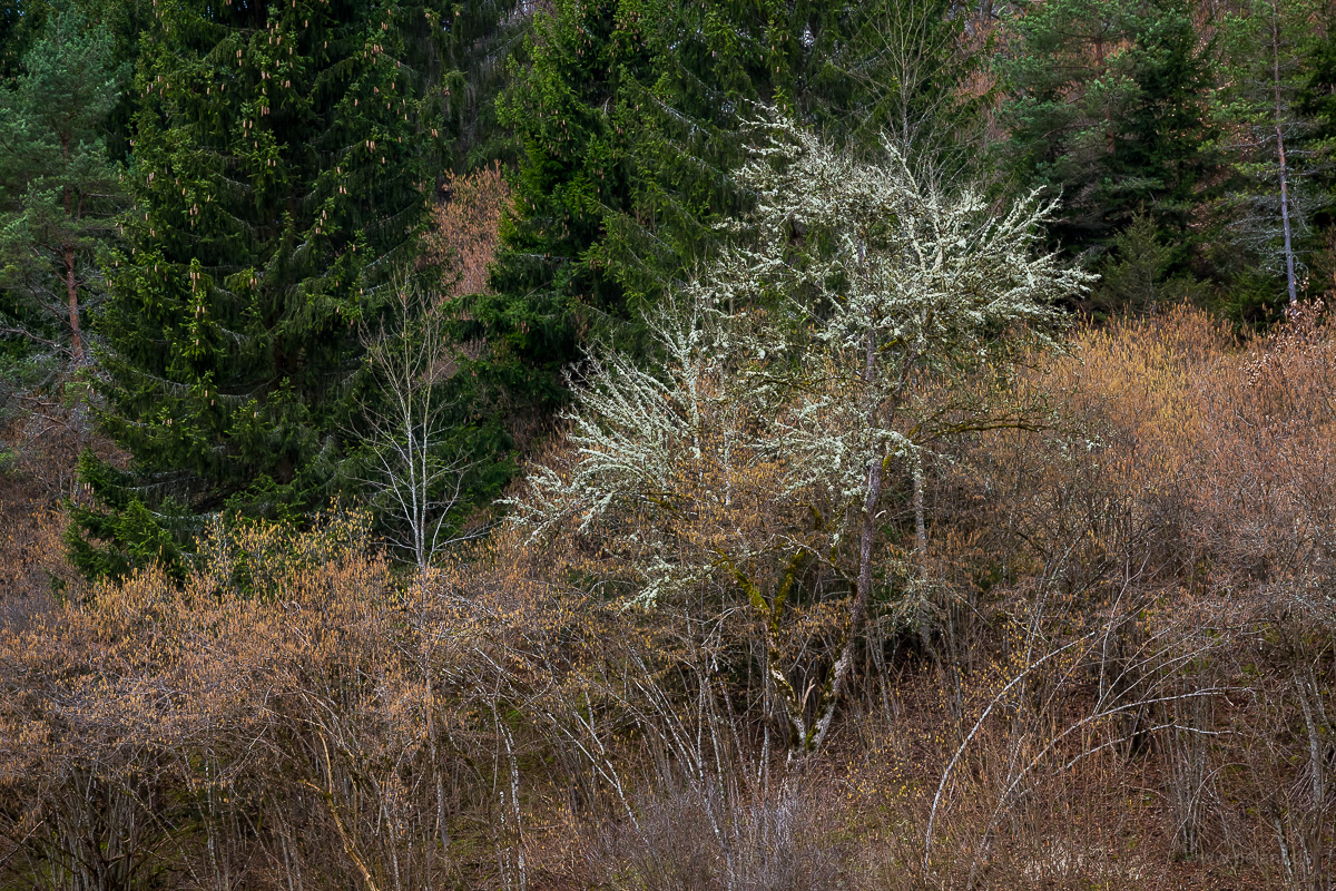 Stark flechtenbewachsener Baum zwischen verblühten Haselsträuchern am Waldrand
