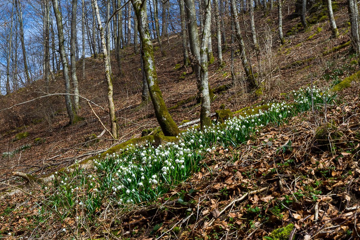 Leucojum vernum