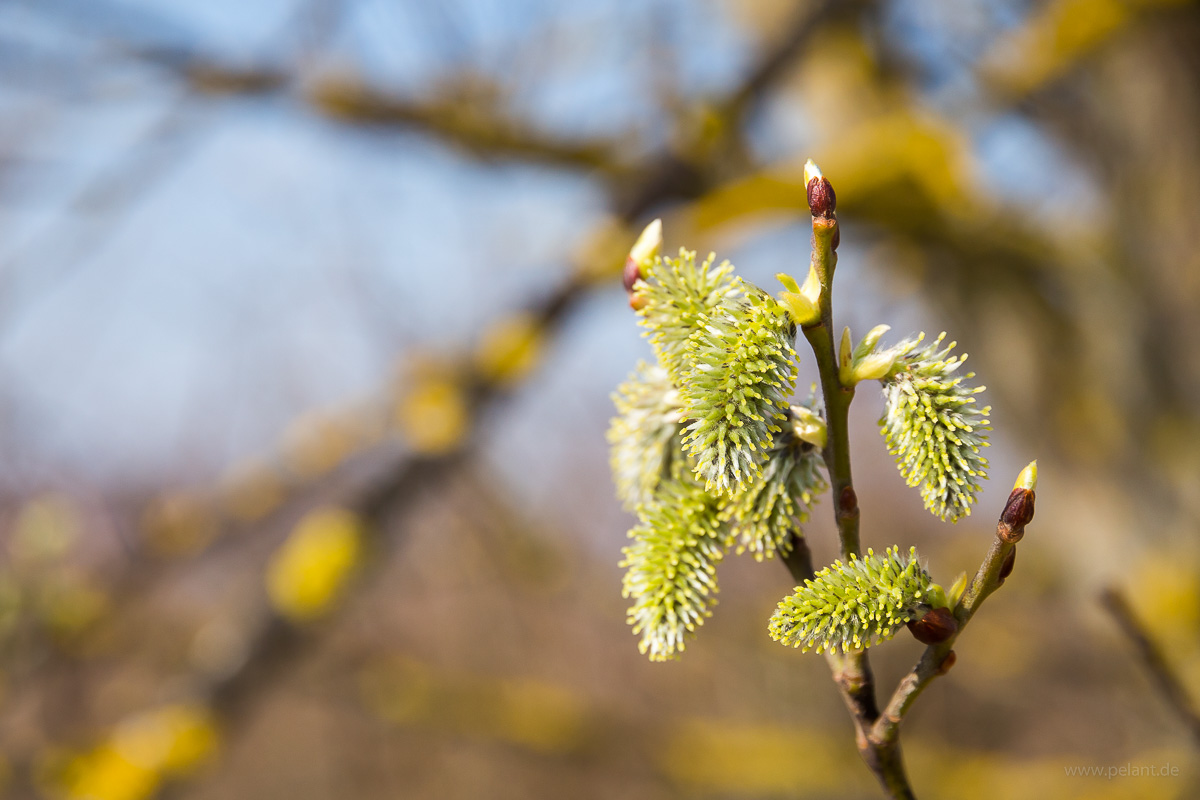 Weibliche Blütenkätzchen der Sal-Weide (Salix caprea)