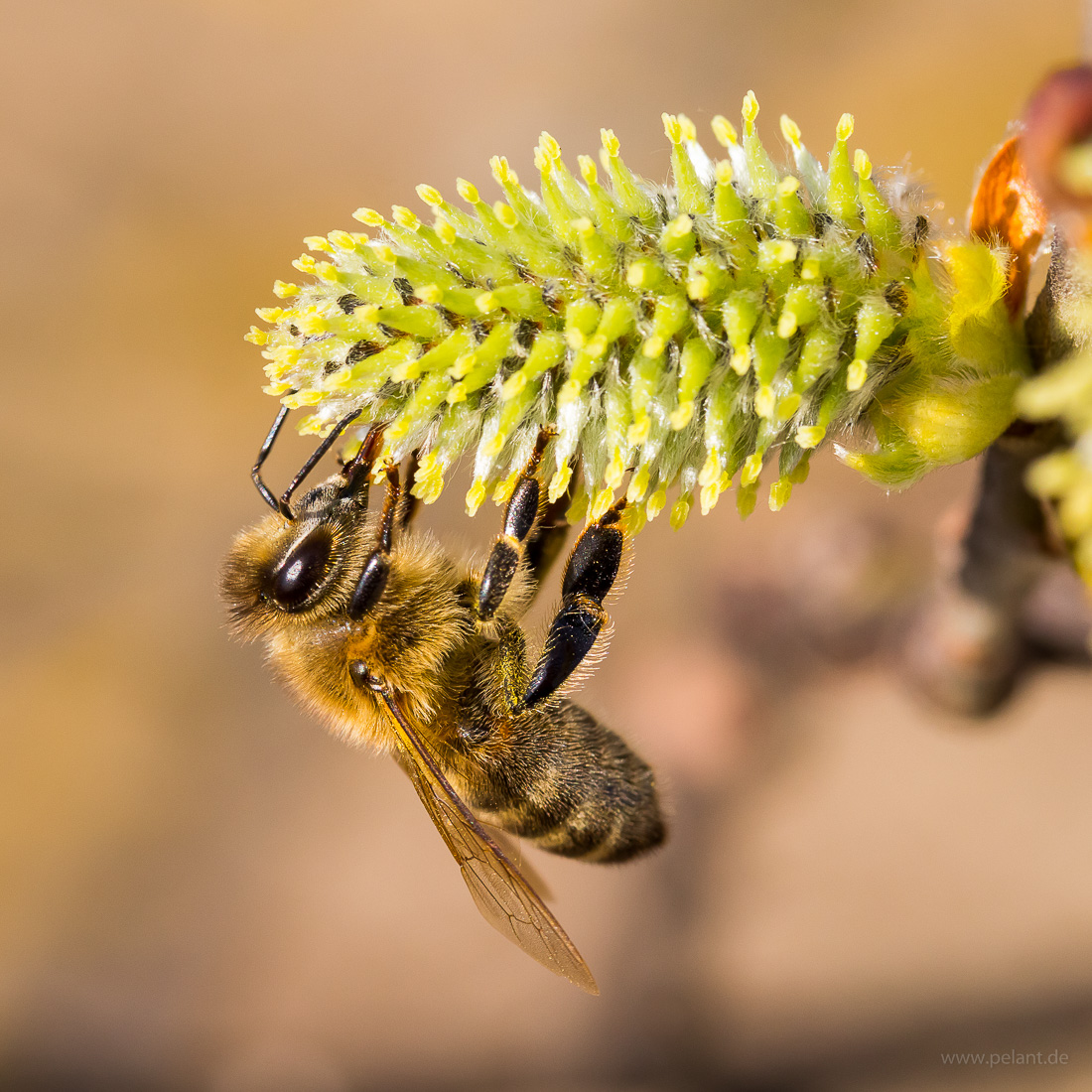 Honigbiene auf einem Weidenkätzchen (Salix caprea)