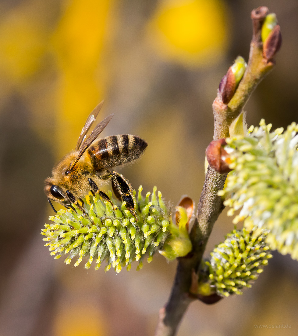 Biene auf Weidenkätzchen (Salix caprea)
