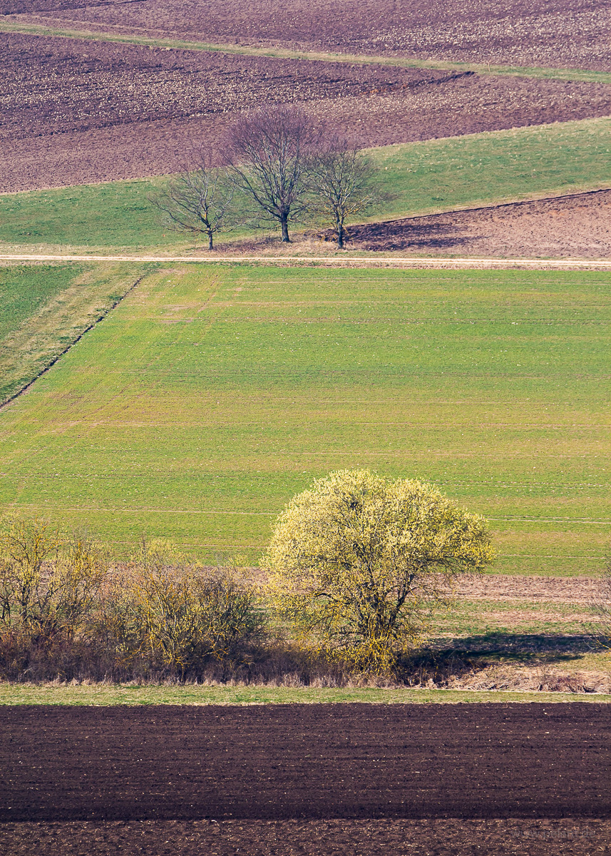 Blühende Weide in Feldlandschaft der Schwäbischen Alb