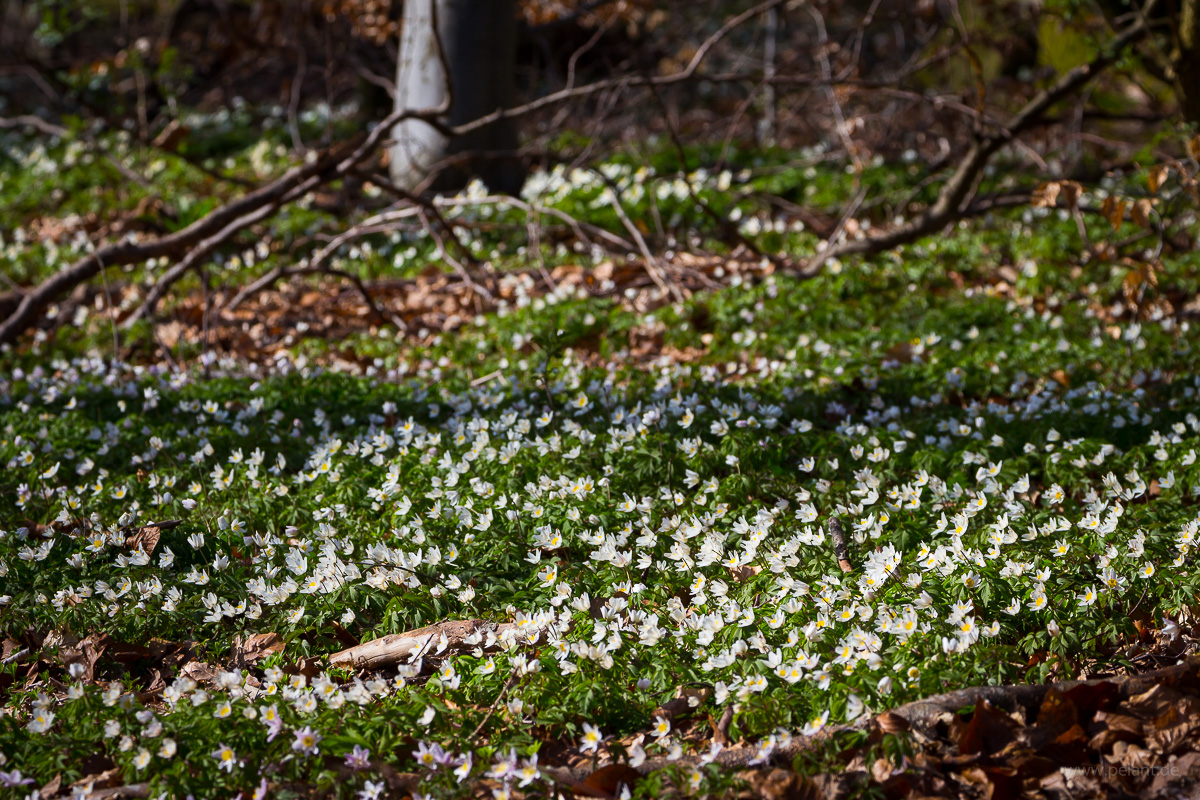 Blütenteppich aus blühenden Buschwindröschen auf dem Waldboden