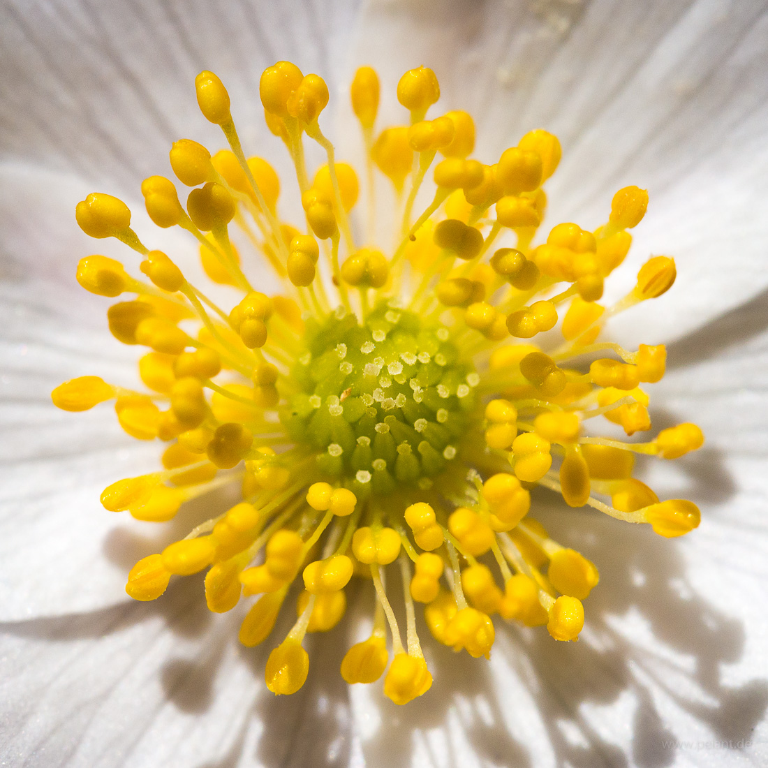 Blütendetail / Nahaufnahme Buschwindröschen (Anemone nemorosa), gelbe Staubblätter