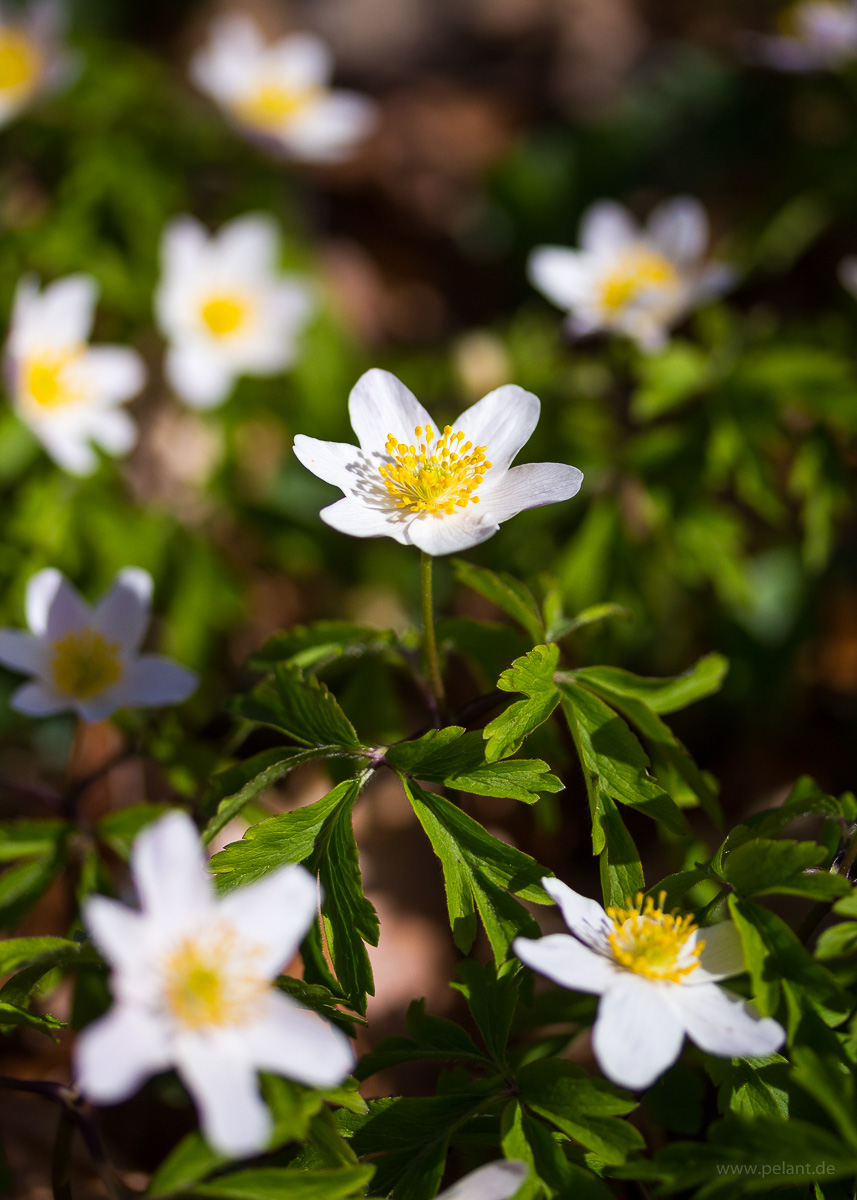 Blühendes Buschwindröschen (Anemone nemorosa)
