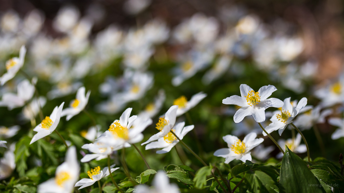 Blühende Buschwindröschen (Anemone nemorosa) auf dem Waldboden