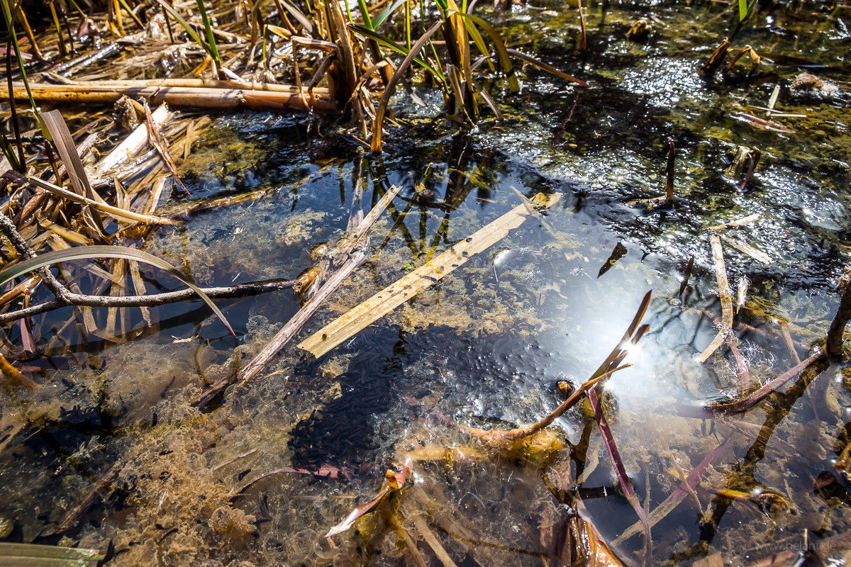 Frisch geschlüpfte Kaulquappen in einem See mit Resten von Laich