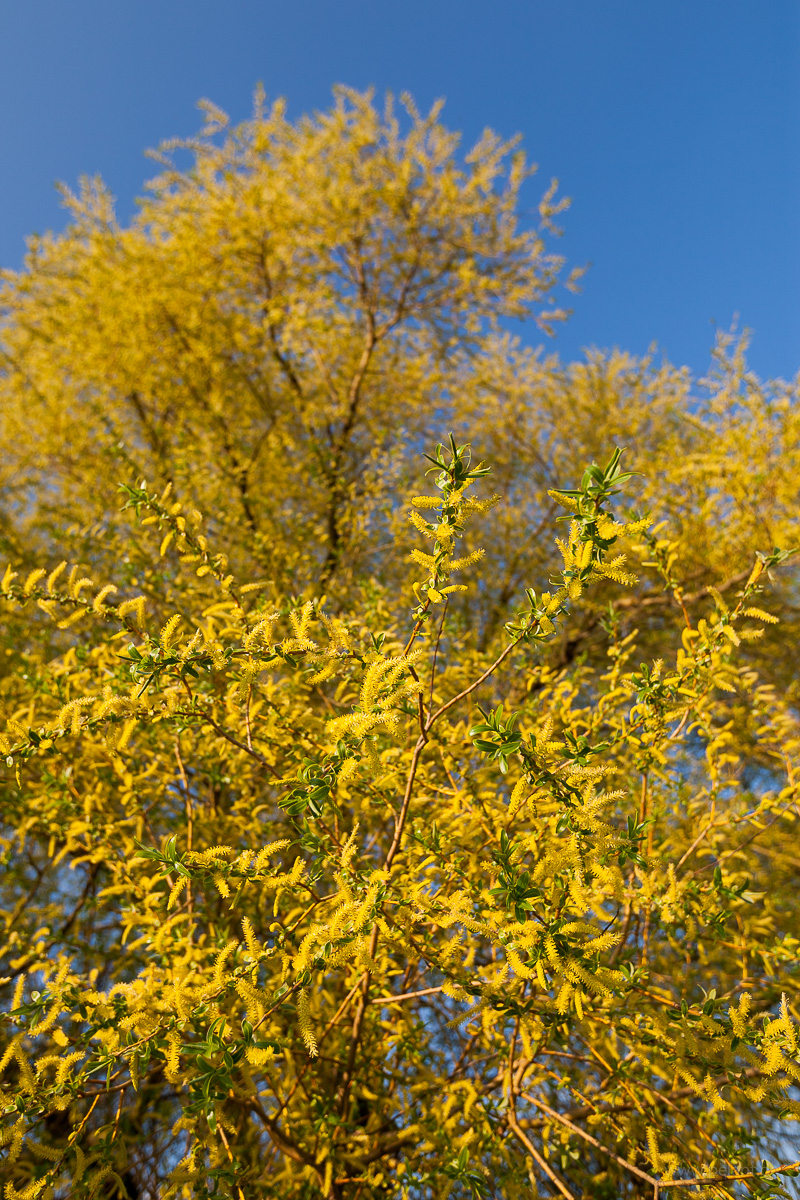 Blühende (männliche) Weide mit goldgelben Kätzchen