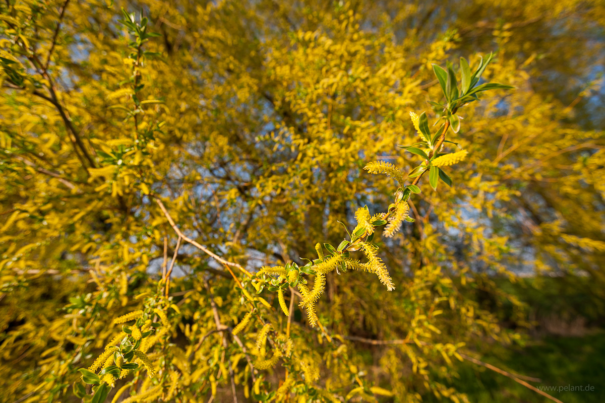 Männliche Weidenkätzchen