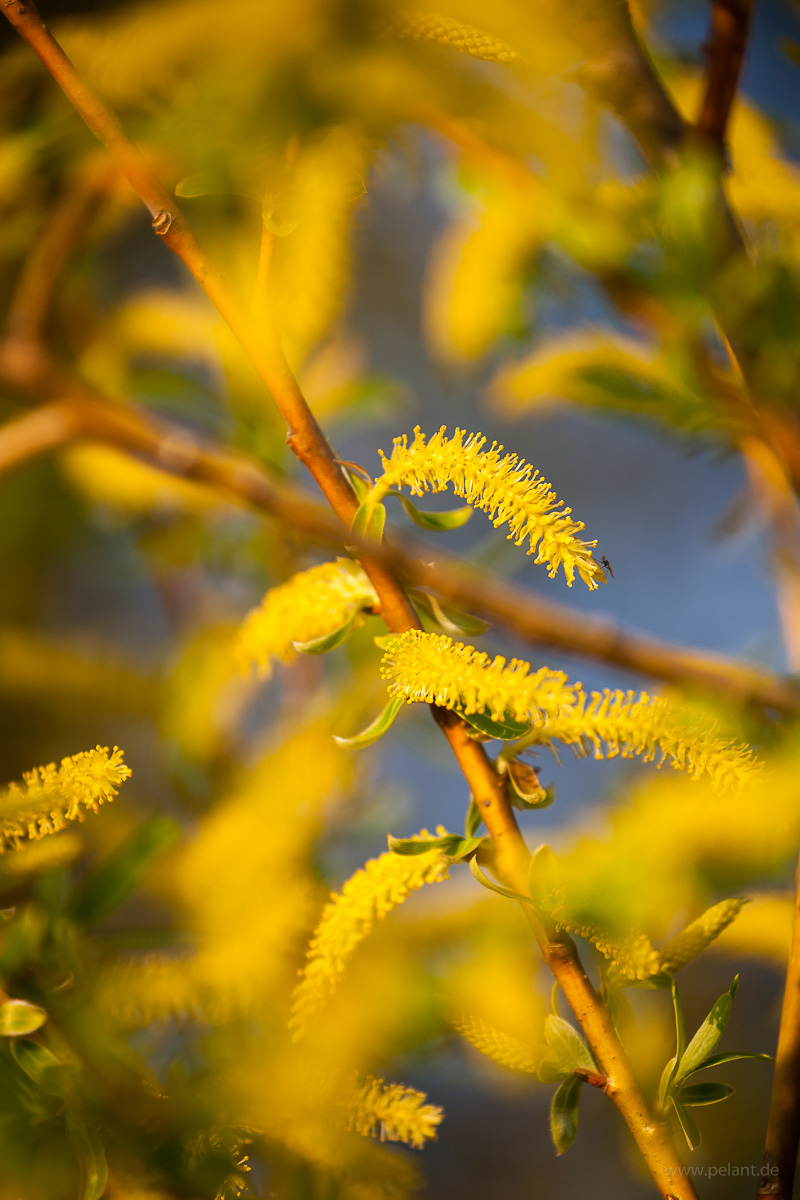 Männliche Weidenkätzchen