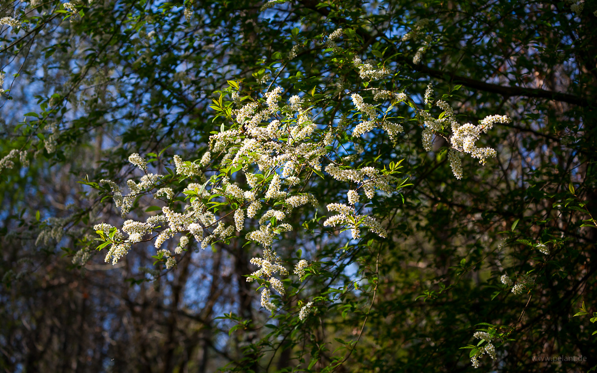 Blühende Traubenkirsche (Prunus padus)