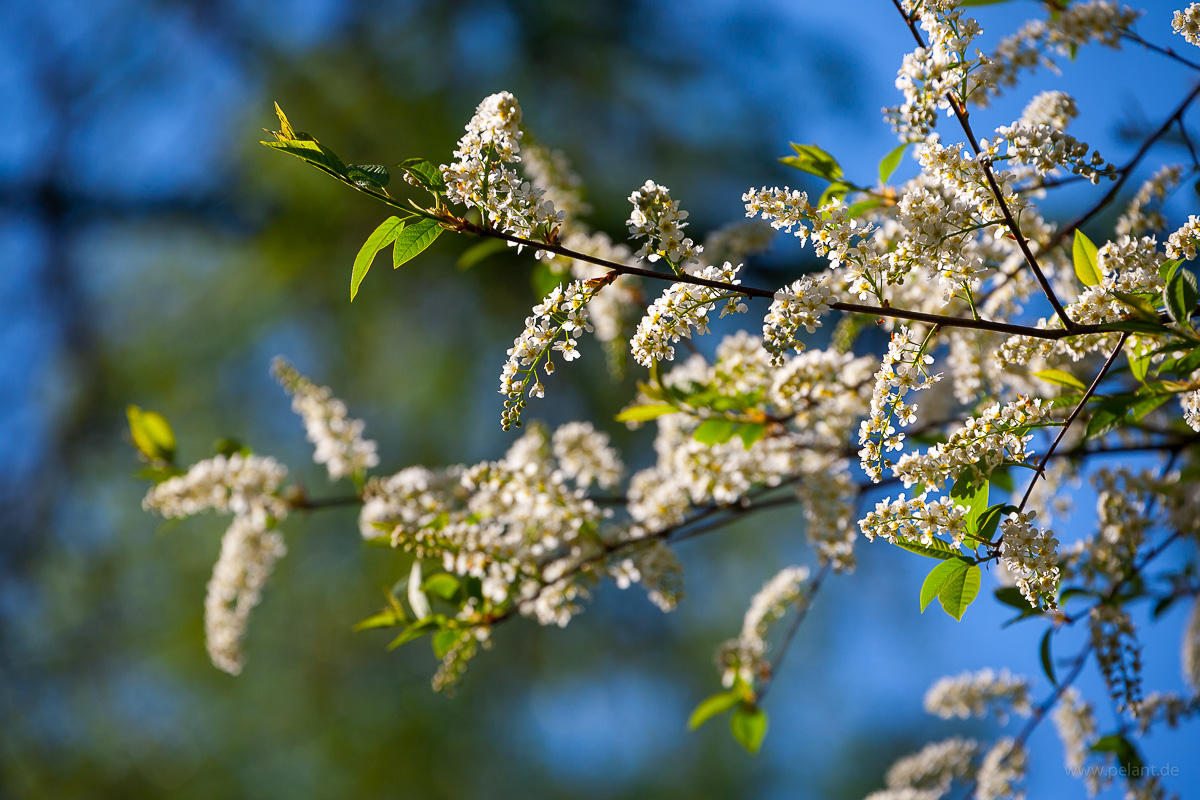 Blühende Traubenkirsche (Prunus padus)