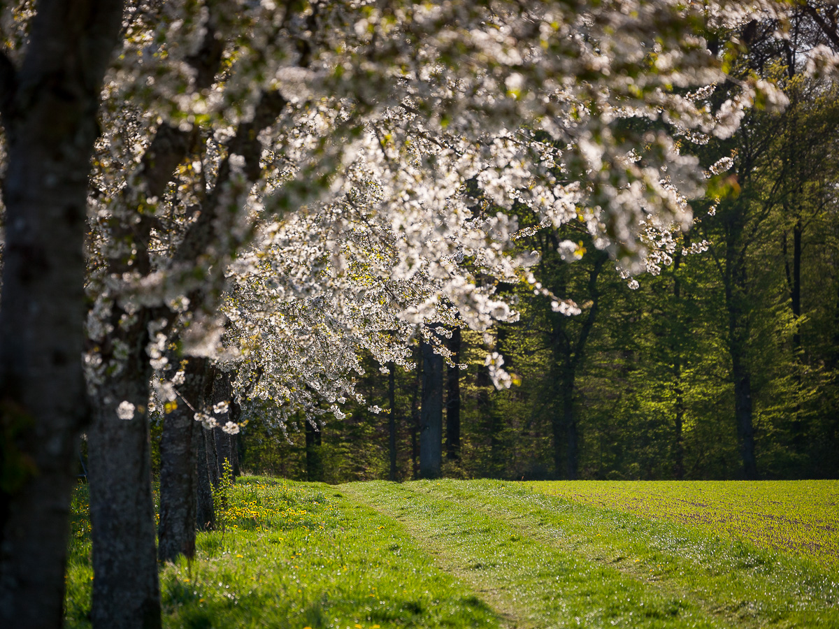 Kirschblüte am Waldrand