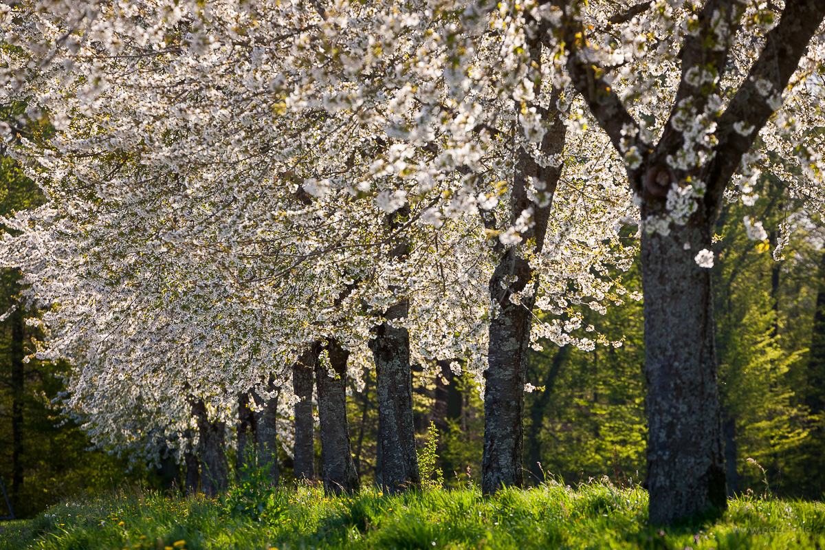Blühende Kirschbäume einer (Halb-)Allee am Waldrand