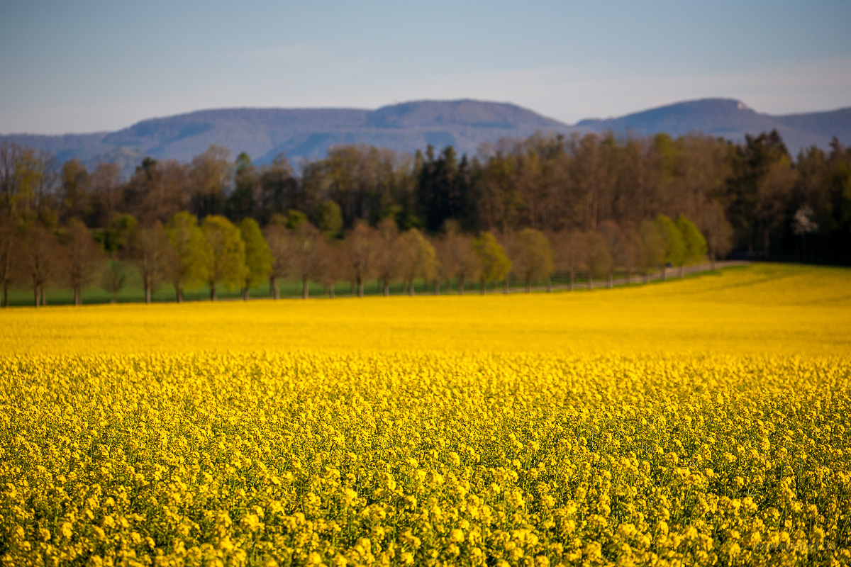 Blühendes Rapsfeld am Einsiedel mit Blick auf die Lindenallee und den Albtrauf