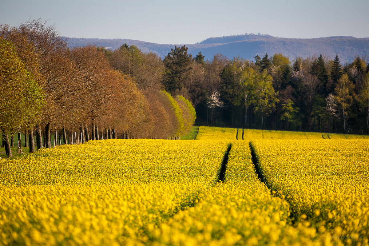 Blühendes Rapsfeld mit Fahrspuren mit Blick auf den Albtrauf