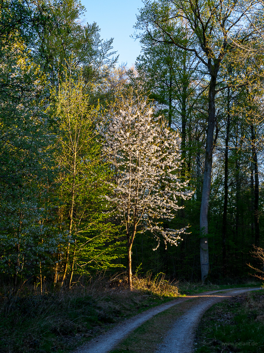 Blühende Vogelkirsche am Wegrand im Abendlicht