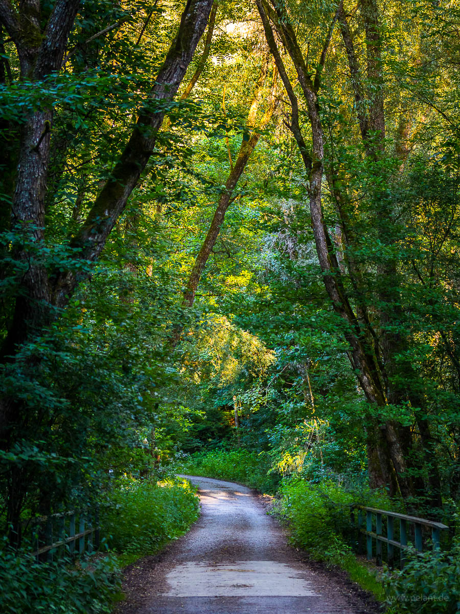 canopy over the forest track through the Schaichtal