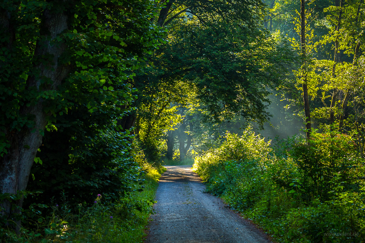 Weg durch das Schaichtal im Schönbuch im sommerlichen Morgenlicht