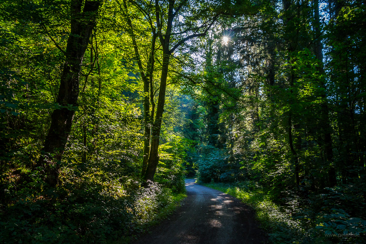 Waldweg durch das Schaichtal am Schönbuch am frühen Morgen mit durch das Blätterdach scheinender Sonne