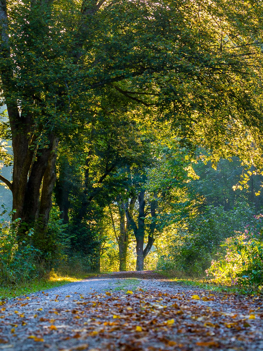 Waldweg durch das Schaichtal an einer von alten Linden gesäumten Stelle im Morgenlicht