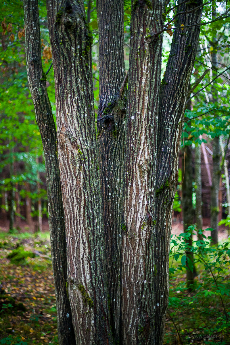 Sechsstämmige Sal-Weide (Salix caprea) Rinde
