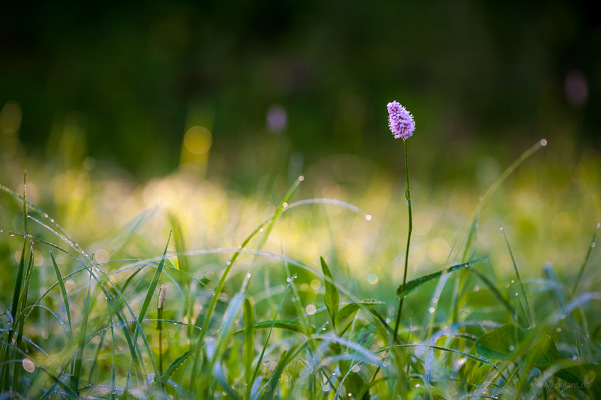 Blühender Knöterich (Bistorta officinalis) auf einer Wiese mit Morgentau im Schaichtal