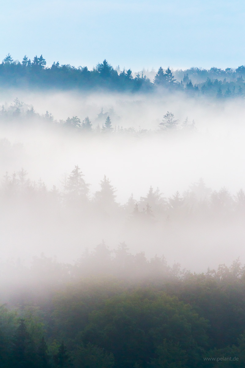 fog in the Schönbuch forest
