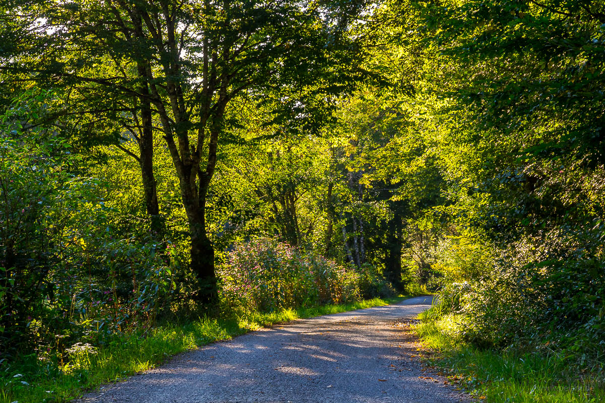 Weg durch das Schaichtal im Abendlicht