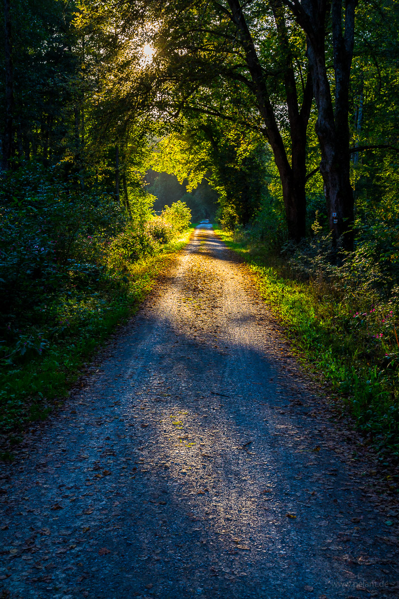 Schaichtal Waldweg im Abendlicht