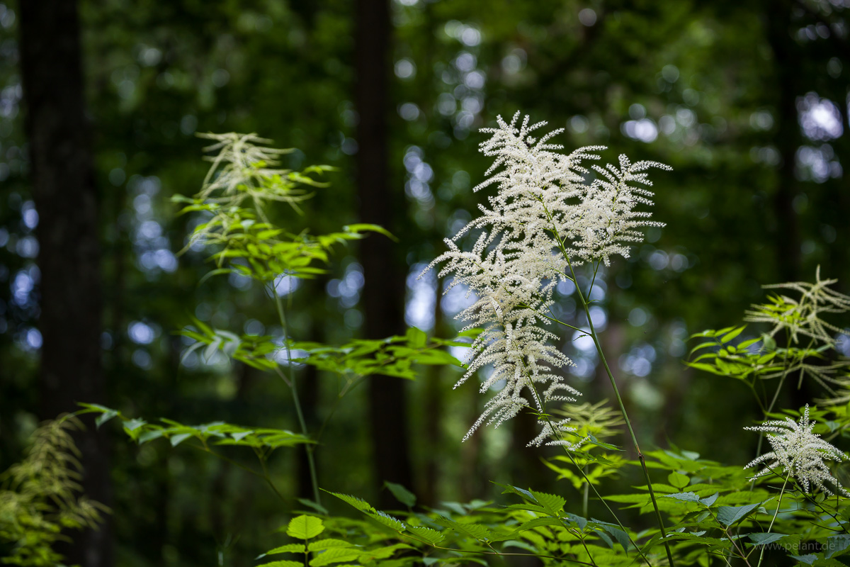 flowering Aruncus dioicus (goat's beard) with blurred background